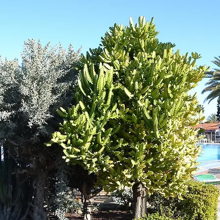 Playa Del Ingles Lejlighed *
